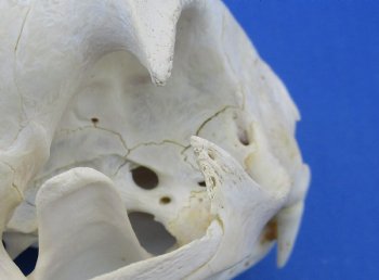 Wholesale B-Grade North American Bobcat Skulls - $39 each