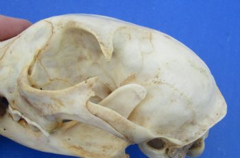 Wholesale B-Grade North American Bobcat Skulls - $39 each