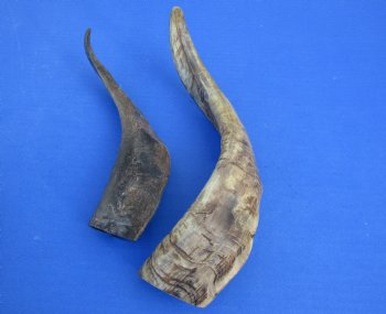 Wholesale Goat Horns - 10 inches to 14 inches - 5 pcs @ $5.50 each; 20 pcs @ $4.95 each 