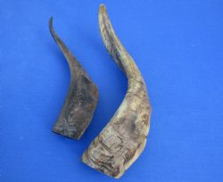 Wholesale Goat Horn...