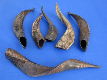 Wholesale Goat Horns - 10 inches to 14 inches - 5 pcs @ $5.50 each; 20 pcs @ $4.95 each 