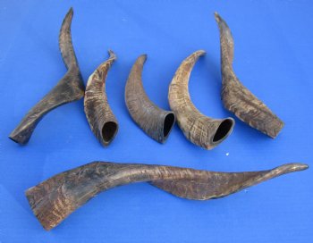 Wholesale Goat Horns - 10 inches to 14 inches - 5 pcs @ $5.50 each; 20 pcs @ $4.95 each 