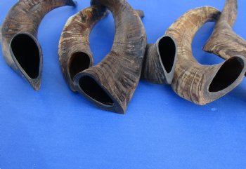 Wholesale Goat Horns - 10 inches to 14 inches - 5 pcs @ $5.50 each; 20 pcs @ $4.95 each 