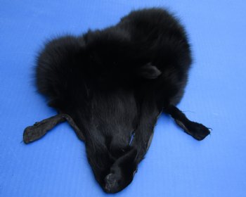 Wholesale Black Fox Face Pelts 8 inches to 11 inches - 2 pcs @ $5.00 each; 