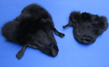 Wholesale Black Fox Face Pelts 8 inches to 11 inches - 2 pcs @ $5.00 each; 