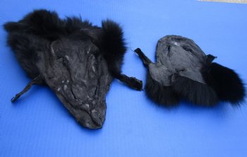 Wholesale Black Fox Face Pelts 8 inches to 11 inches - 2 pcs @ $5.00 each; 