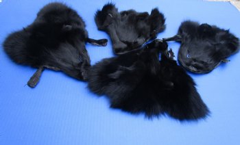 Wholesale Black Fox Face Pelts 8 inches to 11 inches - 2 pcs @ $5.00 each; 