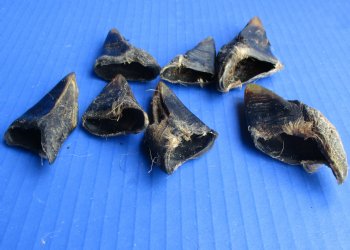 Wholesale loose deer hooves 2-1/2 inch to 4 inch - 25 pcs @ $.40 each; 100 pcs @ $.36 each