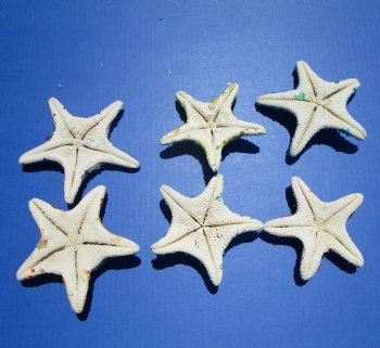 Wholesale assorted dyed jungle starfish covered with tiny dyed crushed shells 4 to 6 inches; Case of 203 pcs @ $1.20 each