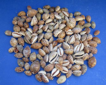 Wholesale lynx cowry shells in assorted sizes, eyed cowry - Case of 15 bags @ $2.00/kilo