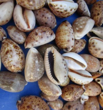 Wholesale lynx cowry shells in assorted sizes, eyed cowry - $2.25/kilo (3 bags min)