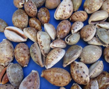 Wholesale lynx cowry shells in assorted sizes, eyed cowry - $2.25/kilo (3 bags min)