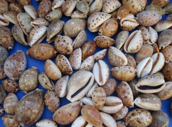 Wholesale lynx cowry shells in assorted sizes, eyed cowry - Case of 15 bags @ $2.00/kilo