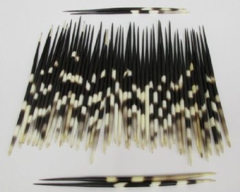 Thick African porcupine quills wholesale 9 inches - 50 pcs @ $1.20 each 