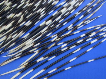 African thick porcupine quills wholesale 6 to 7-7/8 inches (Good Clean quills) - 50 pcs @ .95 each; 200 pcs @ $.85 each