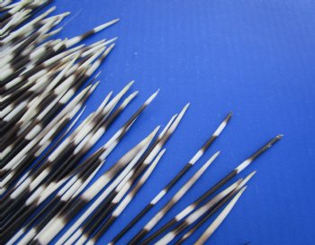 African thick porcupine quills wholesale 6 to 7-7/8 inches (Good Clean quills) - 50 pcs @ .95 each; 200 pcs @ $.85 each