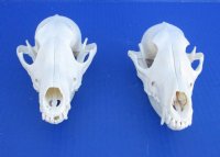 Wholesale African black backed jackal skull - $85.00 each