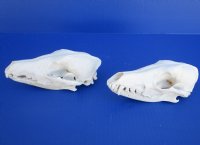 Wholesale African black backed jackal skull - $85.00 each