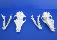 Wholesale African black backed jackal skull - $85.00 each