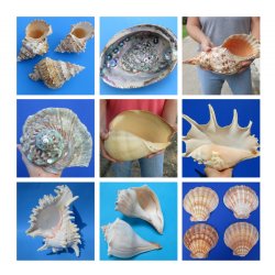 Natural Seashells, Natural Sea Shells, Natural Shells, Craft Seashells, Seashells  for Crafts, Shells for Art, Bulk Seashells, Bulk Shells 