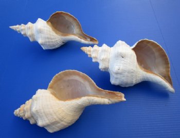 Importer, Distributor and Wholesaler of Seashells in Florida