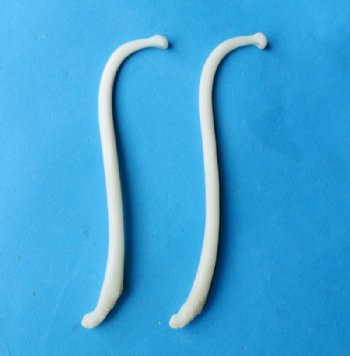 Wholesale penis raccoon bones, raccoon baculum, 3-1/2 inches to 4-1/2 inches long - 5 pcs @ $6.00 each; 20 pcs @ $5.40 each