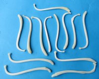 Wholesale penis raccoon bones, raccoon baculum, 3-1/2 inches to 4-1/2 inches long - 5 pcs @ $6.00 each; 20 pcs @ $5.40 each