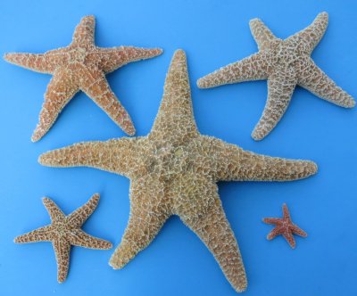 Larage Sugar Starfish brown Sugar Starfish For Beach Arts - Temu
