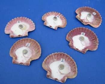 Wholesale Decorated Mexican Flat with starfish and seashells magnet, 3 to 3-1/2  inches - 10 pcs @ $1.10 each; 60 pcs @ $.99 each