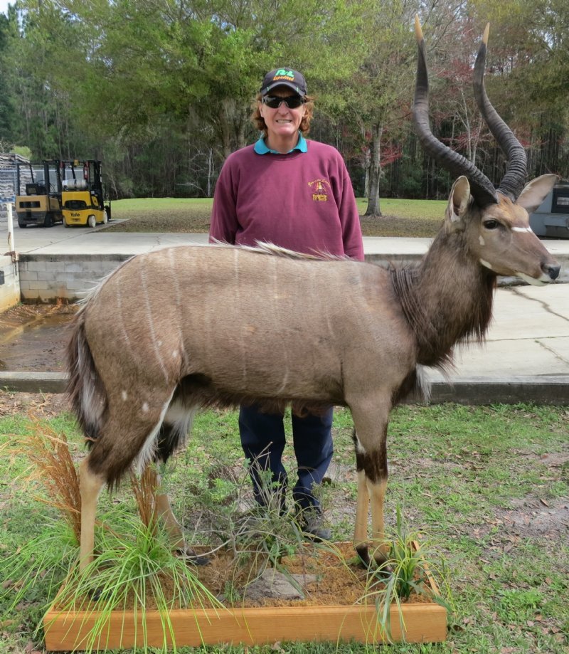 African Nyala Full Body Mount on Wood Oak Base