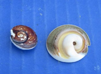 Wholesale Ram's Horn Operculum shells 1/2 to 1 inch in size - ; 500 pcs @ $.23 each