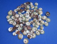 Wholesale Ram's Horn Operculum shells 1/2 to 1 inch in size - ; 500 pcs @ $.23 each