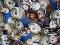 Wholesale Ram's Horn Operculum shells 1/2 to 1 inch in size - ; 500 pcs @ $.23 each