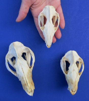 North American Opossum Skulls Wholesale - $38.00 each