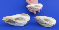 North American Opossum Skulls Wholesale - $38.00 each