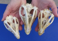 North American Opossum Skulls Wholesale - $38.00 each