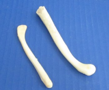 Wholesale Otter penis bones, otter baculum, 3-1/2 inches to 4 inches - 5 pc @ $5.00 each; 20 pcs @ $4.50 each