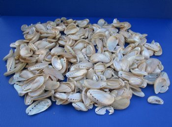 Wholesale Pearl donkey ear abalone shells, 1" to 3-1/2" - 10 kilos @ $19/kilo