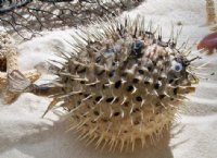 8" - 9" Wholesale Porcupine Blowfish or Porcupine fish With Sharp Spines - Packed 10 @ $4.75 ea  