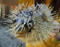 8" - 9" Wholesale Porcupine Blowfish or Porcupine fish With Sharp Spines - Packed 10 @ $4.75 ea  