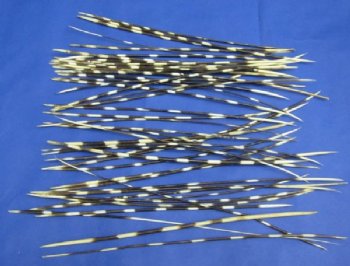 African thin porcupine quill wholesale 10 to 12 inches - Packed: 50 @ $.90 each; Packed: 100 pcs @ $.85  each