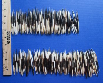 B-Grade 2 to 3-7/8 inches Wholesale (Semi-Clean) African Porcupine Quills for sale - 300 pcs @ $.20 each