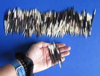 B-Grade 2 to 3-7/8 inches Wholesale (Semi-Clean) African Porcupine Quills for sale - 300 pcs @ $.20 each