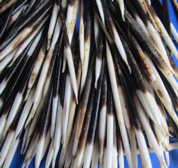 B-Grade 2 to 3-7/8 inches Wholesale (Semi-Clean) African Porcupine Quills for sale - 300 pcs @ $.20 each