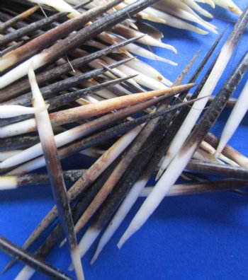 B-Grade 2 to 3-7/8 inches Wholesale (Semi-Clean) African Porcupine Quills for sale - 300 pcs @ $.20 each