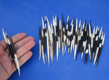 Grade B African fat porcupine quills (semi cleaned) wholesale 4 inches up to 5 inches - 100 pcs @ $.65 each