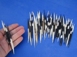 Grade B African fat porcupine quills (semi cleaned) wholesale 4 inches up to 5 inches - 50 pcs @ $.70 each; 100 pcs @ $.65 each