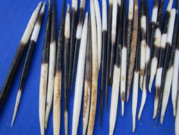 Grade B African fat porcupine quills (semi cleaned) wholesale 4 inches up to 5 inches - 100 pcs @ $.65 each