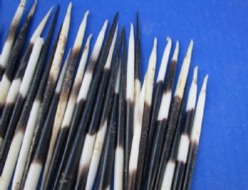 Grade B African fat porcupine quills (semi cleaned) wholesale 4 inches up to 5 inches - 100 pcs @ $.65 each