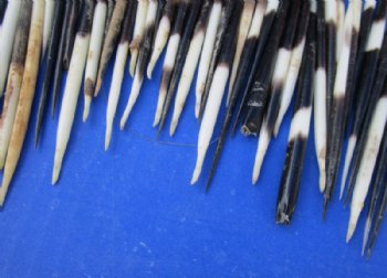 Grade B African fat porcupine quills (semi cleaned) wholesale 4 inches up to 5 inches - 100 pcs @ $.65 each